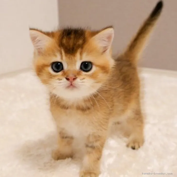 ID：2306-01690の子猫