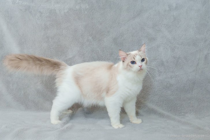 ラグドール【・女の子・2024年7月31日・シールリンクスポイントバイカラー】