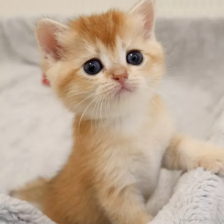 ID：2406-01224の子猫