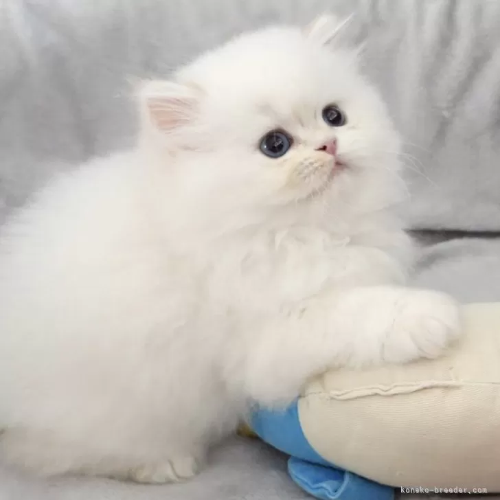 ID:2410-03077の子猫