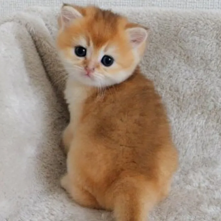 ID:2306-02353の子猫