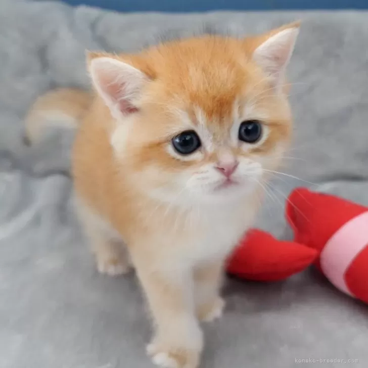 ID:2410-00624の子猫
