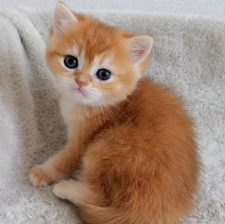 ID：2306-01693の子猫