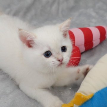 ブリティッシュショートヘア【山形県・女の子・2024年9月13日・ホワイト】の写真「パパもママもまんまる顔✨！」