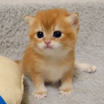 マンチカン【山形県・女の子・2024年6月15日・ゴールデン】の写真「パパもママもまんまる顔✨子猫の動画あります！」