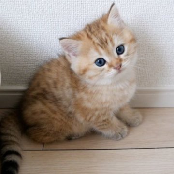 マンチカン(長足)【山形県・男の子・2023年7月25日・ブラウンタビー】の写真「パパママもまんまる顔です✨子猫の動画あります！」