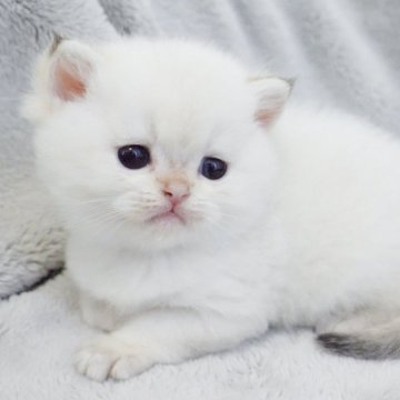 ブリティッシュショートヘア【山形県・男の子・2024年5月17日・ホワイト】の写真「パパもママもまんまる顔✨子猫の動画あります🐈」