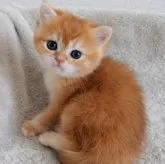 ブリティッシュショートヘア【山形県・女の子・2023年5月29日・レッドタビー】の写真1