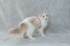 ラグドール【・女の子・2024年7月31日・シールリンクスポイントバイカラー】