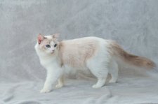 ラグドール【・女の子・2024年7月31日・シールリンクスポイントバイカラー】