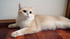 ブリティッシュショートヘア【・男の子・2023年9月5日・ゴールデン】