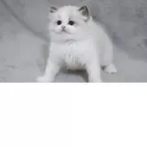 ラグドール【山形県・男の子・2025年8月10日・シールポイントバイカラー】の写真4