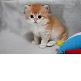 ブリティッシュショートヘア【山形県・男の子・2025年5月7日・ゴールデン】の写真2