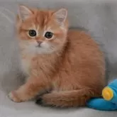 マンチカン(長足)【山形県・女の子・2025年9月8日・ゴールデン】の写真3