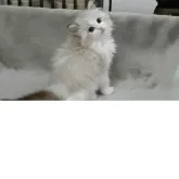 ラグドール【山形県・女の子・2025年7月14日・シールリンクスポイントバイカラー】の写真8