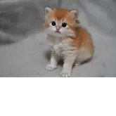 ブリティッシュショートヘア【山形県・男の子・2025年5月7日・ゴールデン】の写真4