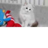 ラグドール【山形県・女の子・2025年7月14日・シールリンクスポイントバイカラー】の写真6