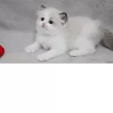 ラグドール【山形県・男の子・2025年8月10日・シールポイントバイカラー】の写真7