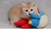 ブリティッシュショートヘア【山形県・男の子・2025年7月30日・ゴールデン】の写真7