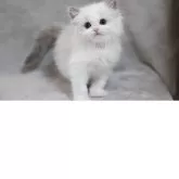 ラグドール【山形県・女の子・2025年8月10日・ブルーポイントバイカラー】の写真5