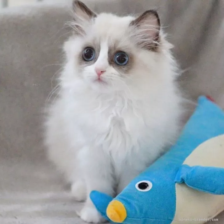 S.H 様のお迎えした子猫