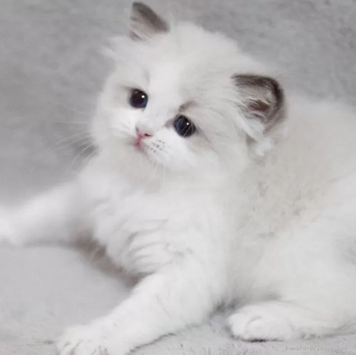 ラグドール【山形県・男の子・2025年8月10日・シールポイントバイカラー】の写真1