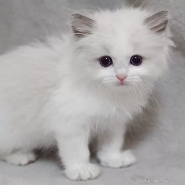 ヘイ 様のお迎えした子猫