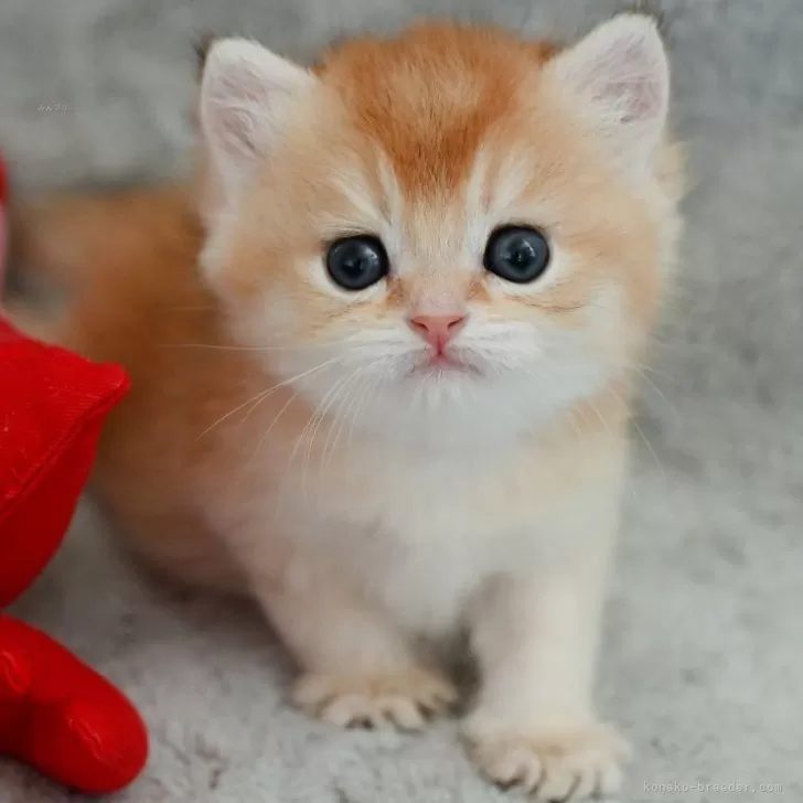 ID:2508-00918の子猫