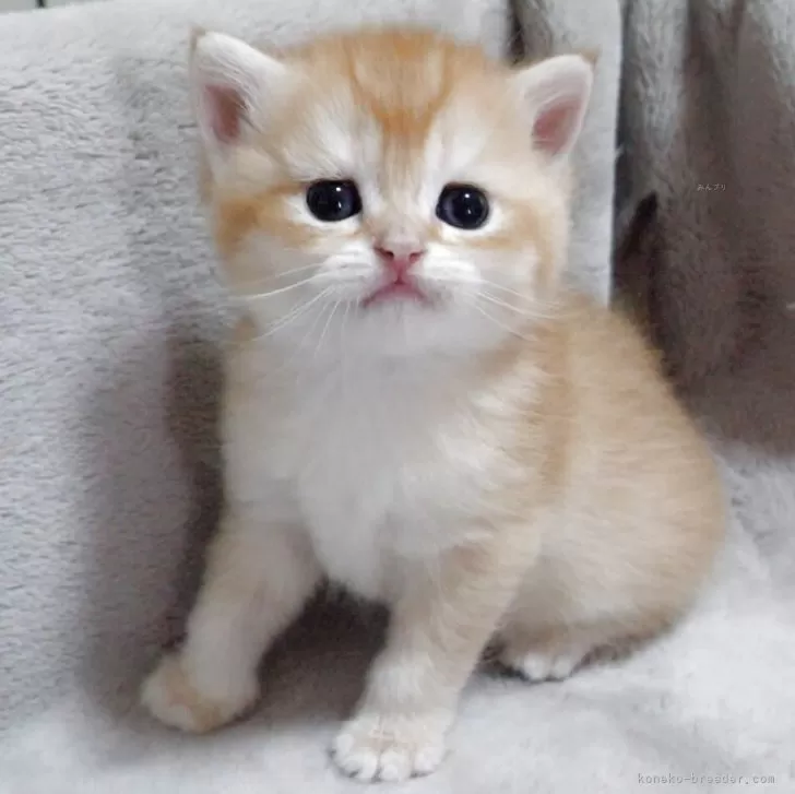 T.Y 様のお迎えした子猫