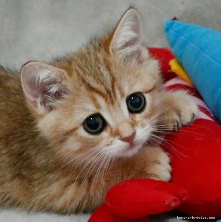 こは 様のお迎えした子猫