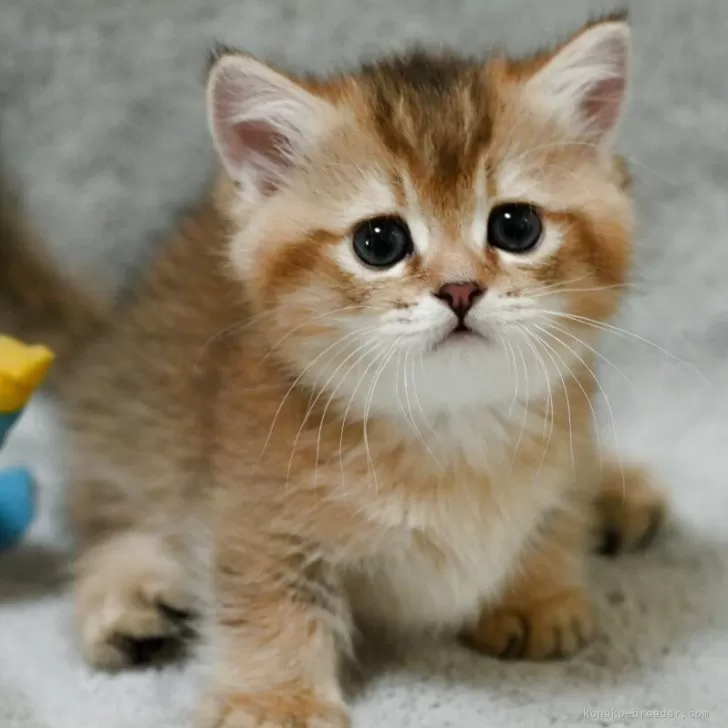 ID：2508-00439の子猫