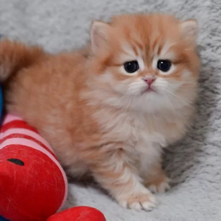 マンチカン(長足)【山形県・男の子・2025年12月5日・ブラウンタビー】の写真1