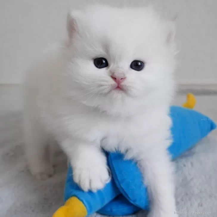 H.Y 様のお迎えした子猫