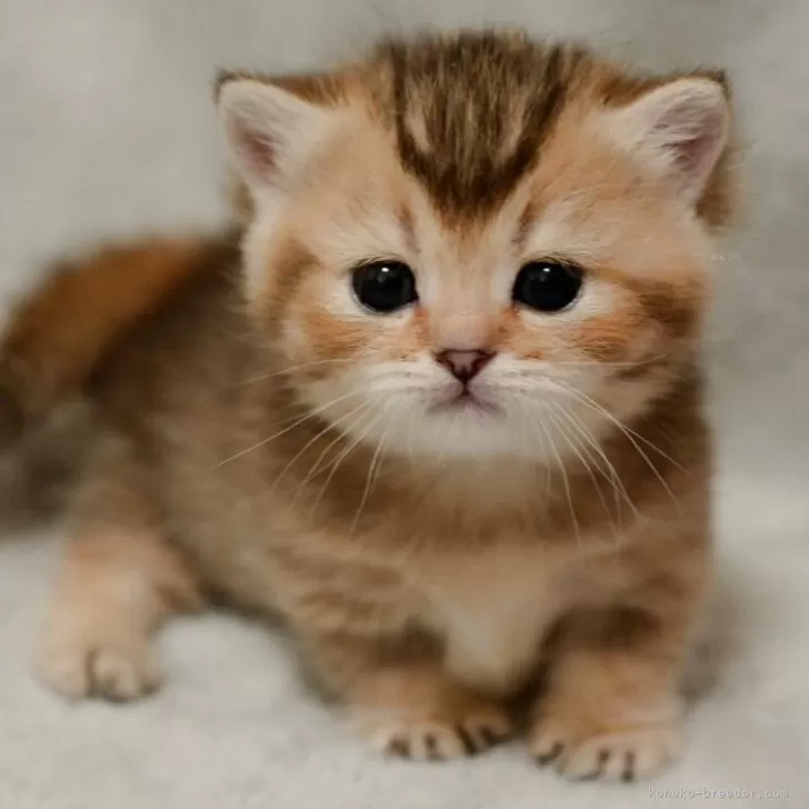 さく 様のお迎えした子猫