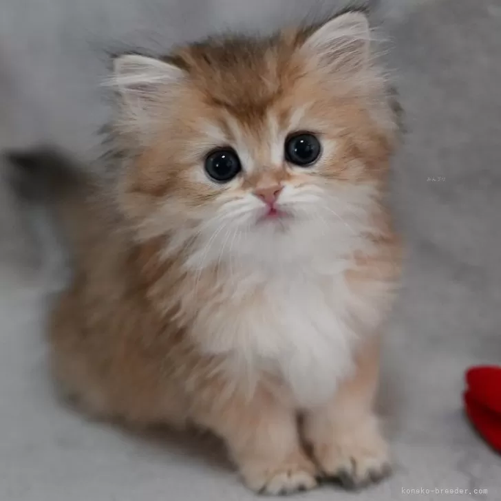 だいき 様のお迎えした子猫