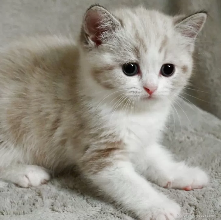 ID:2508-01445の子猫