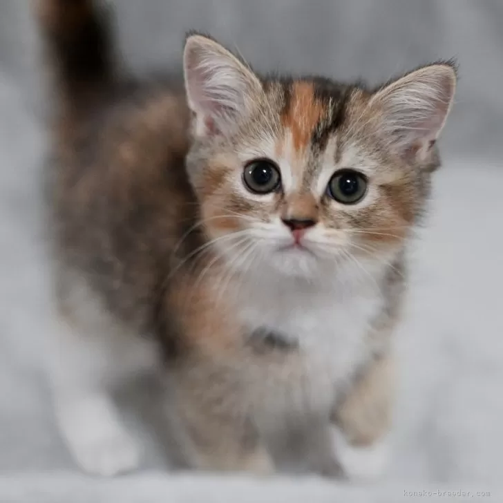 もなか 様のお迎えした子猫