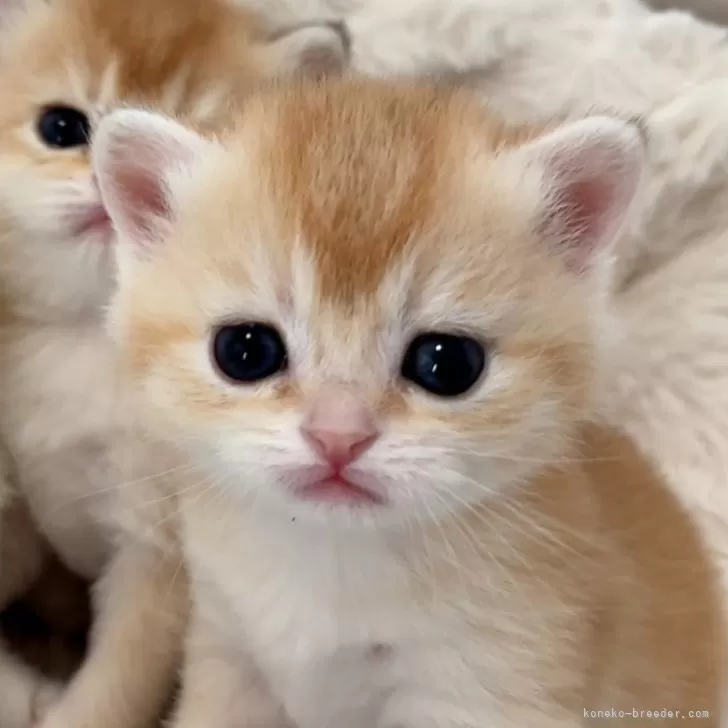 ID:2504-00957の子猫