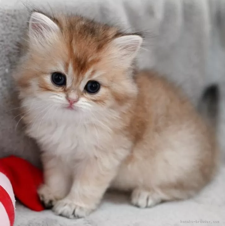 KTR 様のお迎えした子猫