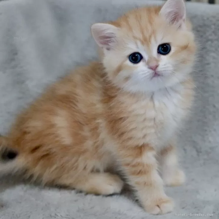 ID：2507-00635の子猫