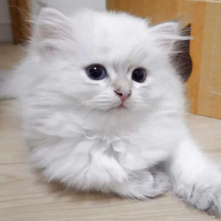 M.H 様のお迎えした子猫