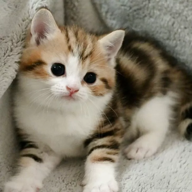 ID:2508-01620の子猫