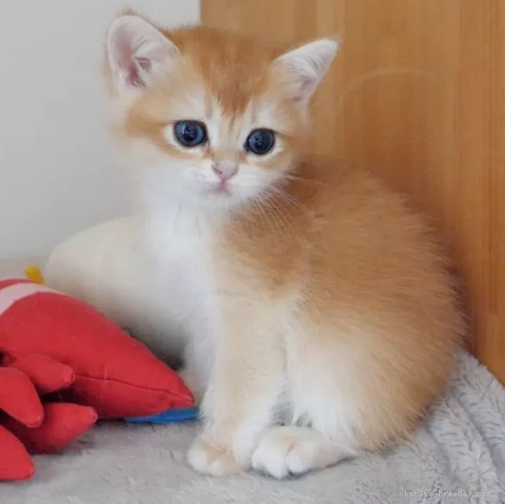 ID：2504-01610の子猫