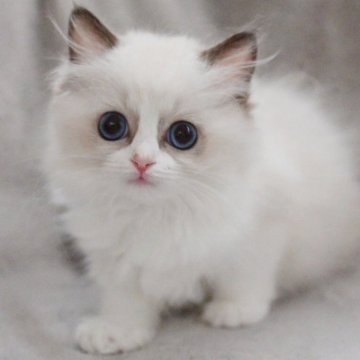 ラグドール【山形県・女の子・2025年7月14日・シールポイントバイカラー】の写真「パパもママもまんまる顔✨子猫の動画あります！」