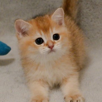 ブリティッシュショートヘア【山形県・男の子・2025年7月30日・ゴールデン】の写真「全国ブリティッシュショートヘアお客様評価第１位🐈」