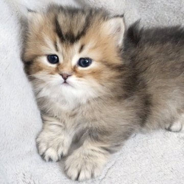 マンチカン【山形県・男の子・2025年2月17日・ブラウンタビー】の写真「ママはSNSで大人気✨子猫の動画あります！」