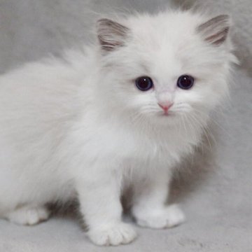 ラグドール【山形県・男の子・2025年8月10日・ブルーポイントバイカラー】の写真「パパもママもまんまる顔✨子猫の動画あります📹」