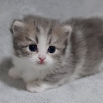 マンチカン(短足)【山形県・女の子・2025年11月3日・ブルー】の写真「パパもママもまんまる顔✨子猫の動画あります！」