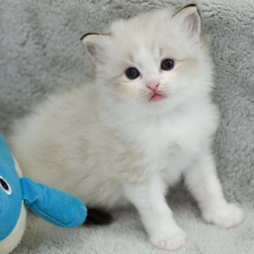 ラグドール【山形県・女の子・2025年7月14日・シールポイントバイカラー】の写真「パパもママもまんまる顔✨子猫の動画あります🎥」