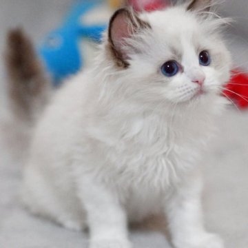 ラグドール【山形県・女の子・2025年8月3日・シールポイントバイカラー】の写真「パパもママもまんまる顔✨子猫の動画あります！」